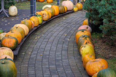 Colorful autumn decorations with pumpkins, flowers and seasonal plants in a cozy countryside garden. Natural fall composition symbolizing harvest, warmth and festive mood.