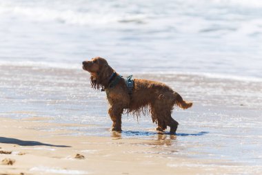 Cute wet English Cocker Spaniel dog walking on the sandy beach near the sea, enjoying the shallow water on a sunny day. Playful pet with long ears and wavy fur exploring the shoreline