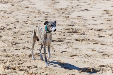 Elegant whippet dog with brindle coat walking on a sandy beach on a sunny day. Slim greyhound-type dog enjoying the outdoors by the sea, calm and graceful in natural light