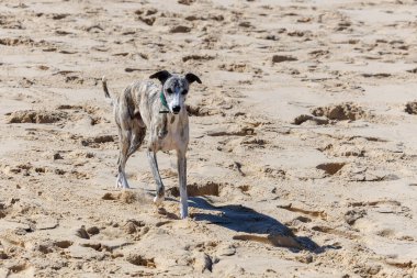 Elegant whippet dog with brindle coat walking on a sandy beach on a sunny day. Slim greyhound-type dog enjoying the outdoors by the sea, calm and graceful in natural light