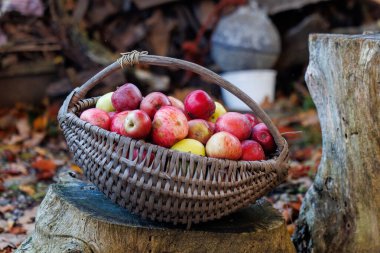 Kırsal bir bahçedeki ahşap bir kütükte duran taze sonbahar elmalarıyla dolu bir hasır sepet. Mevsimsel meyveli doğal hasat konsepti, basit kırsal yaşam tarzı ve organik tarım atmosferi