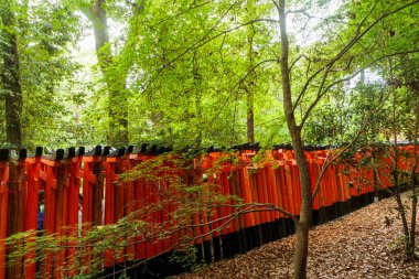 Japonya 'nın Kyoto kentindeki Fushimi Inari Tapınağı, binlerce kırmızı torii kapısı ile biliniyor. Ormanda manzaralı yollar oluşturuyorlar ve kutsal Shinto alanlarına girişi simgeliyorlar.
