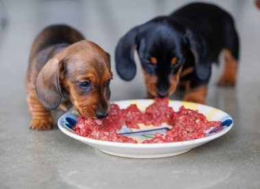 Şirin dachshund yavruları içeride tabaktan çiğ et yiyorlar. Beslenme zamanı genç köpeklerin yakın görüntüsü. Doğal ışık, sığ alan derinliği, evcil hayvan beslenme ve hayvan bakımı konsepti.