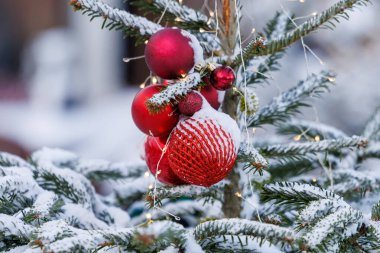 Kar, kırmızı ve yeşil süslemeler ve küçük ışıklarla süslenmiş ebedi yeşil dalları kaplamıştır. Doğal kış atmosferi, sığ alan derinliği ve yumuşak mevsimsel arka plan. Tatil ve kış kavramlarına uygundur.