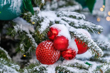 Kar, kırmızı ve yeşil süslemeler ve küçük ışıklarla süslenmiş ebedi yeşil dalları kaplamıştır. Doğal kış atmosferi, sığ alan derinliği ve yumuşak mevsimsel arka plan. Tatil ve kış kavramlarına uygundur.