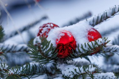 Kar, kırmızı ve yeşil süslemeler ve küçük ışıklarla süslenmiş ebedi yeşil dalları kaplamıştır. Doğal kış atmosferi, sığ alan derinliği ve yumuşak mevsimsel arka plan. Tatil ve kış kavramlarına uygundur.