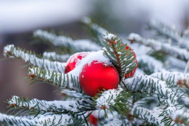 Kar, kırmızı ve yeşil süslemeler ve küçük ışıklarla süslenmiş ebedi yeşil dalları kaplamıştır. Doğal kış atmosferi, sığ alan derinliği ve yumuşak mevsimsel arka plan. Tatil ve kış kavramlarına uygundur.