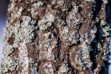 Doğal ağaç kabuğu dokusunu liken ile kapatın. Ayrıntılı kaba yüzey, organik desen ve doğal renkler. Tasarım, doğa kavramları, ekoloji temaları ve soyut kompozisyonlar için ideal arkaplan