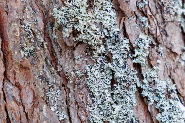 Doğal ağaç kabuğu dokusunu liken ile kapatın. Ayrıntılı kaba yüzey, organik desen ve doğal renkler. Tasarım, doğa kavramları, ekoloji temaları ve soyut kompozisyonlar için ideal arkaplan