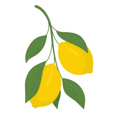Bir dala iki sarı limon. Lemon, C vitamini içeren ekşi bir meyve. Vektör illüstrasyonu.