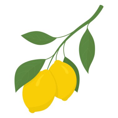 Bir dala iki sarı limon. Lemon, C vitamini içeren ekşi bir meyve. Vektör illüstrasyonu.