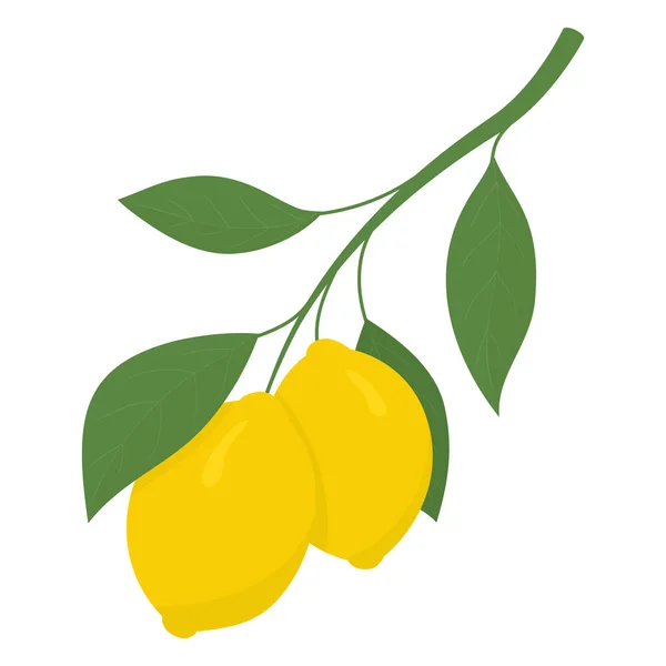 Två gula citroner på en gren. Citron är en sur frukt hög i vitamin C. vektor illustration — Stock vektor