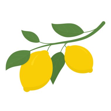 Bir dala iki sarı limon. Lemon, C vitamini içeren ekşi bir meyve. Vektör illüstrasyonu.