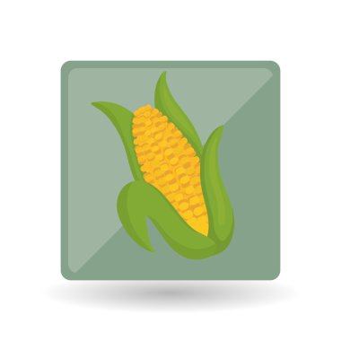 Vegetable design over white background, vector illustration