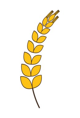 Wheat plant. Agriculture design. vector graphic
