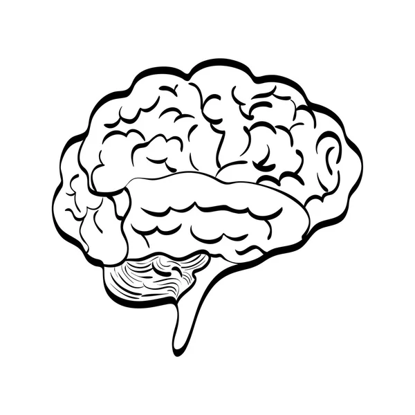 Brain icon. Human head design. vector graphic — Stock Vector