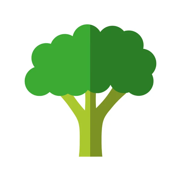 Broccoli-pictogram. Biologisch en gezond voedsel. vectorafbeelding — Stockvector