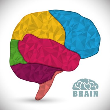 İnsan beyni tasarımı.