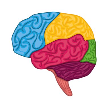 Beyin simgesi. İnsan organ tasarım. Vektör grafiği
