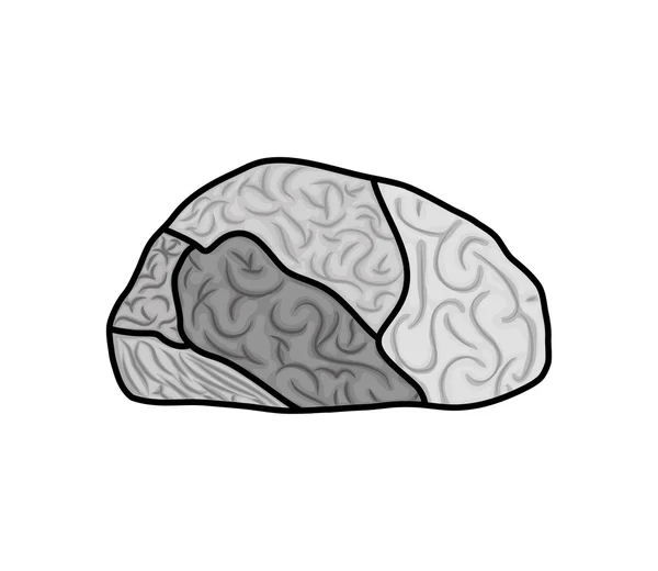 Icono cerebral. Diseño de órganos humanos. Gráfico vectorial — Vector de stock