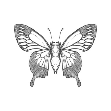 Kelebek simgesi. Böcek tasarım. Vektör grafiği
