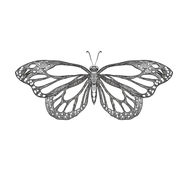 Icono de mariposa. Diseño de insectos. Gráfico vectorial — Vector de stock