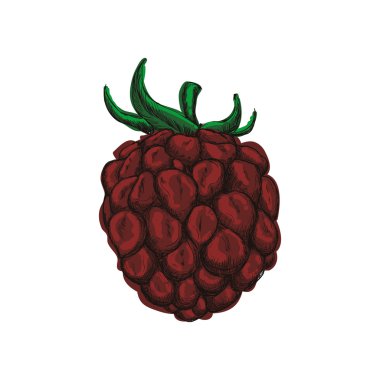 BlackBerry simge. Meyve tasarım. Vektör grafiği