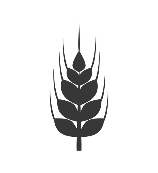 Значок пшеничных ушей. Дизайн зерна. Векторная графика — стоковый вектор
