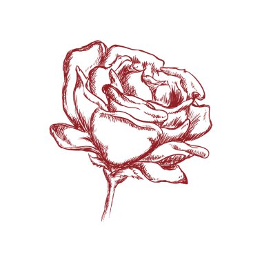 Gül çiçek simgesi. Doğa ve Bahçe kavramı. Vektör grafiği