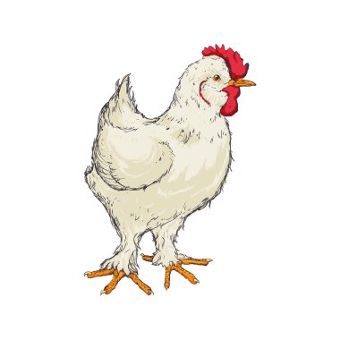 tavuk kroki hayvan çiftliği simgesi. Vektör grafiği