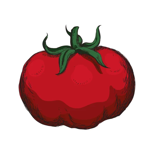 Rajčatový skica zeleniny zdravé potraviny ikona. Vektorové grafiky — Stockový vektor