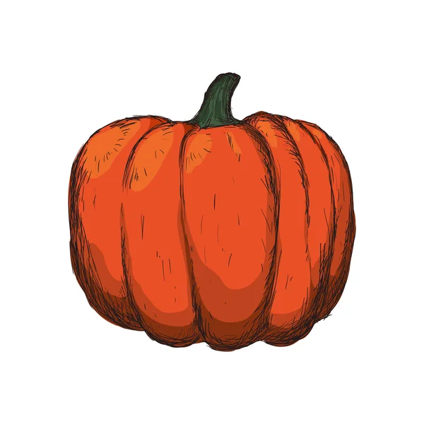 Calabaza bosquejo vegetal alimento saludable icono. Gráfico vectorial — Vector de stock