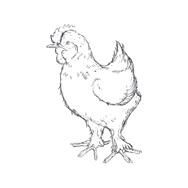 Croquis de poulet animal icône de la ferme. Graphique vectoriel — Image vectorielle