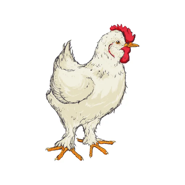 Croquis de poulet animal icône de la ferme. Graphique vectoriel — Image vectorielle