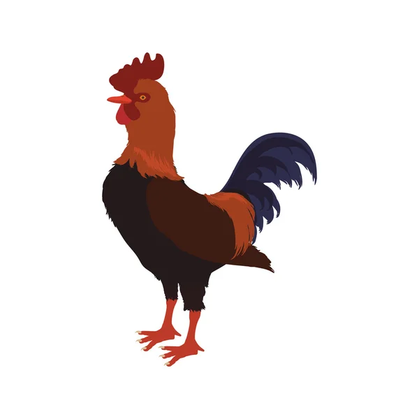 Gallo animal granja mascota carácter icono. Gráfico vectorial — Archivo Imágenes Vectoriales