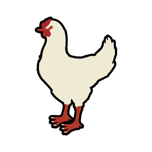 Pollo animale fattoria pet personaggio icona. Grafico vettoriale — Vettoriale Stock