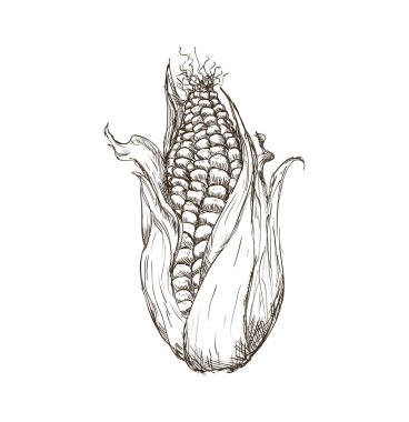 Mısır tarım sağlıklı gıda simgesi. Vektör grafiği