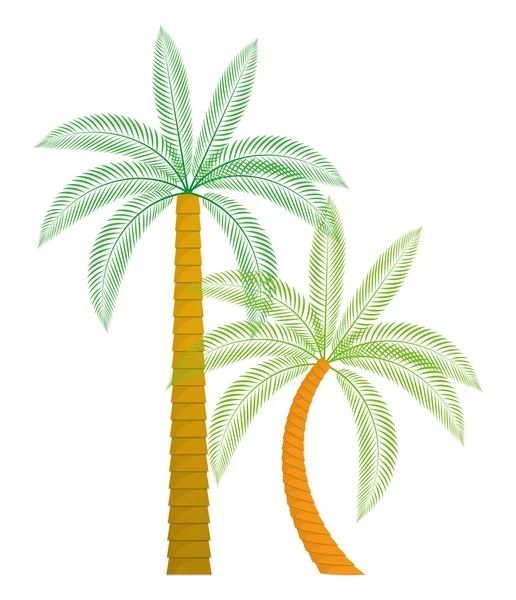 Palm tree nature plant design — Stock Vector