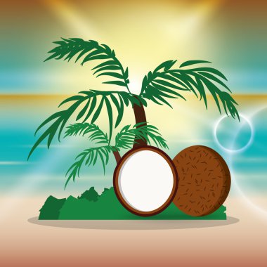 Hindistan cevizi meyve ve yaz konsepti