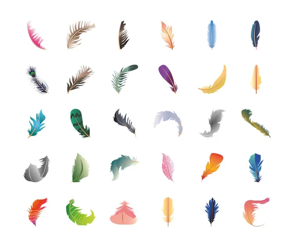 Ensemble d'une variété de plumes décoration et mise en page d'ornement — Image vectorielle