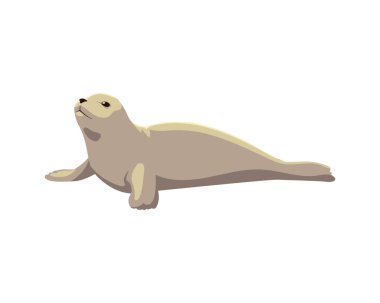 fok kuzey kutbu hayvan simgesi izole edilmiş biçimi