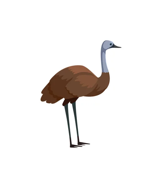 Emu retrato de animal selvagem australiano, isolado sobre fundo branco — Vetor de Stock