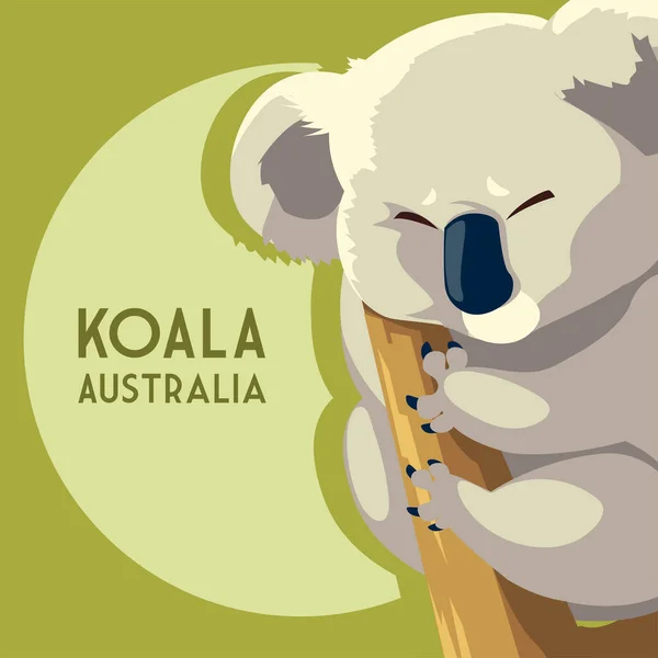 Koala marsupial australské zvíře volně žijící zvěř — Stockový vektor