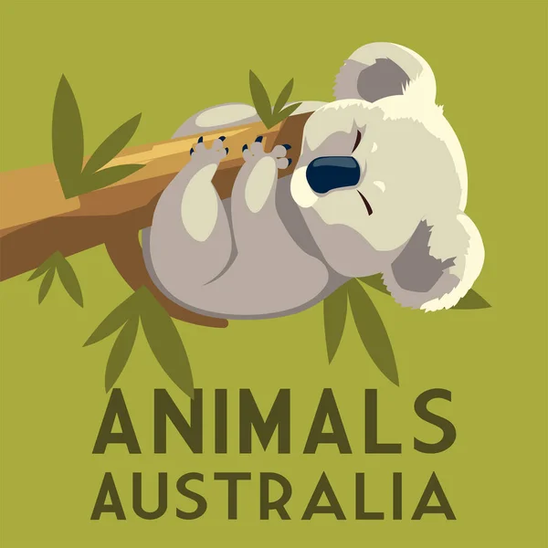 Koala rama colgante eucalipto árbol australiano fauna — Vector de stock