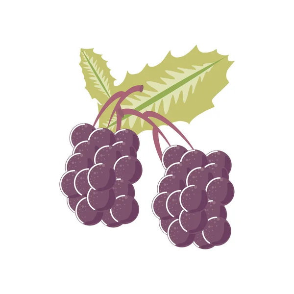 Bunch grapes fresh fruit icon isolated style — Stock Vector