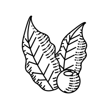 fasulye yaprakları çizimi