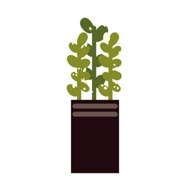 bitki kabı dekorasyonu