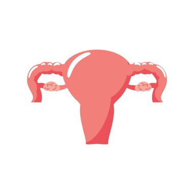 kadın üreme sistemi