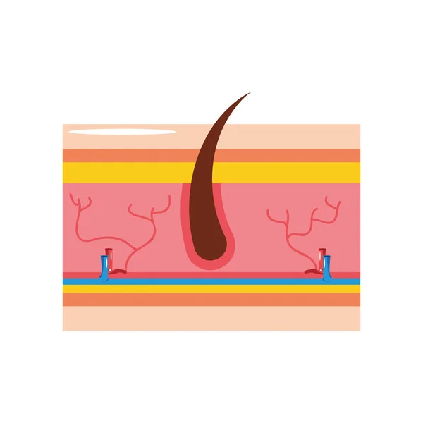 Sección de piel humana — Vector de stock