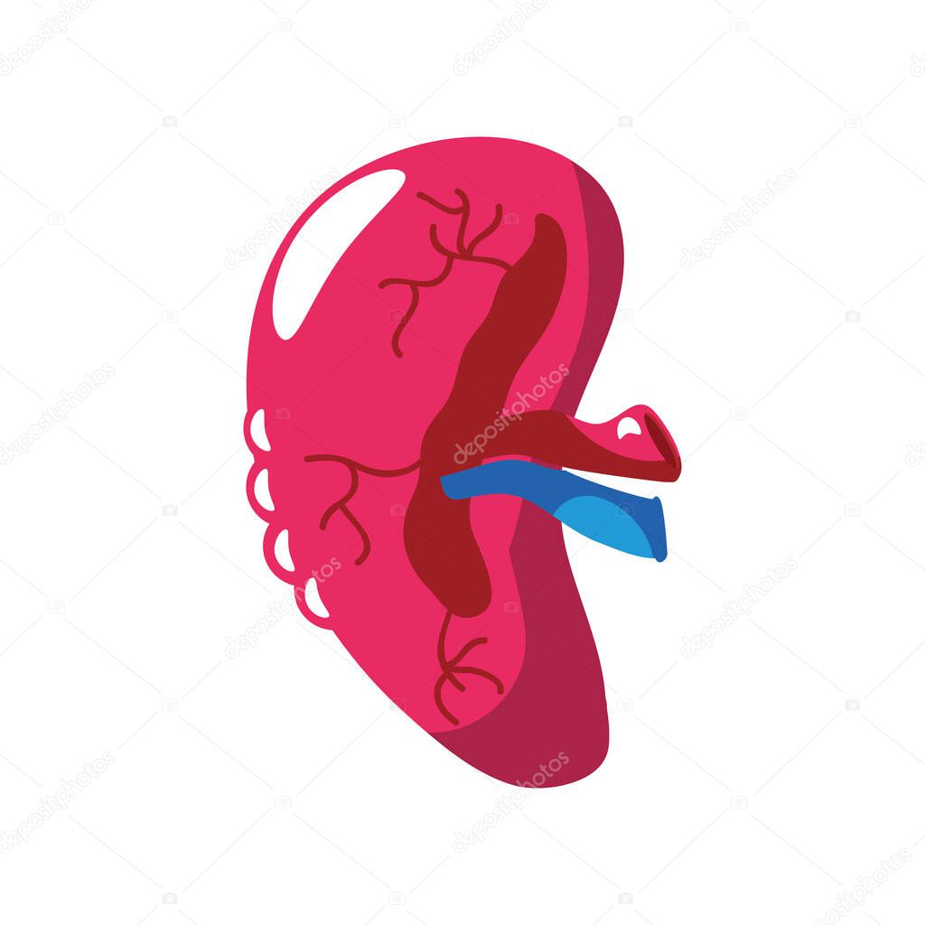 human spleen organ